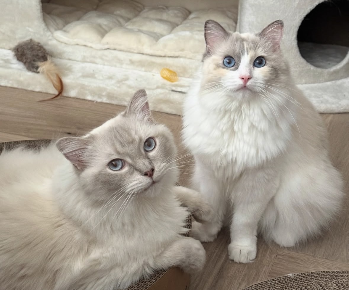 Milo & Maple