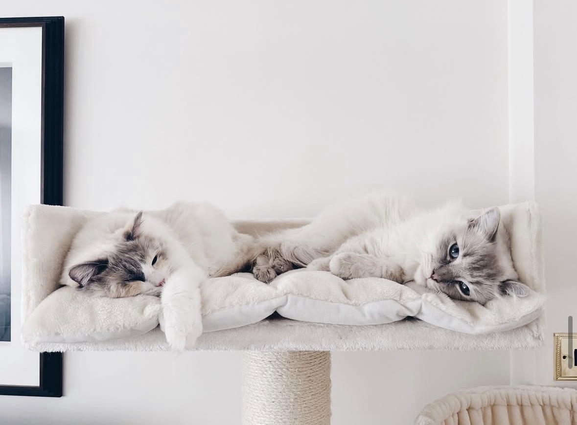 Milo & Maple Lounging