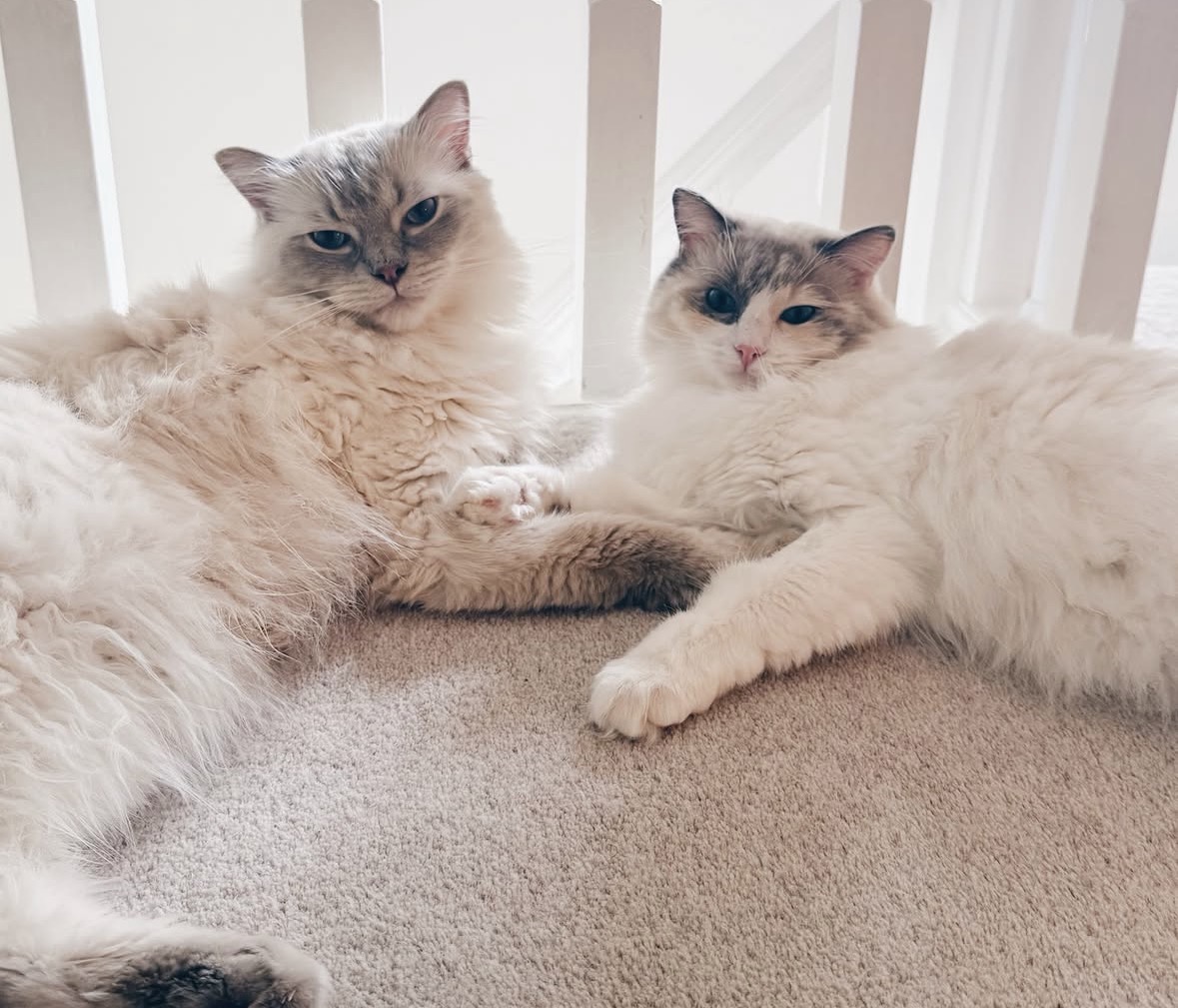 Milo and Maple relaxed
